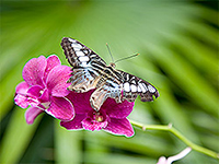 butterfly on flower